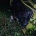 2 Minibus Terlibat Kecelakaan di Padang, Kendaraan Dikabarkan Ringsek Parah