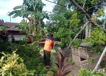 Pohon Besar Tumbang di Padang, Timpa Kandang Ayam
