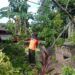 Pohon Besar Tumbang di Padang, Timpa Kandang Ayam