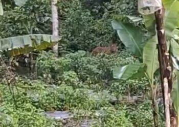 Teror Berlanjut, Harimau Sumatera Muncul Lagi di Agam