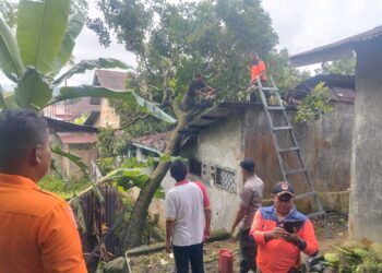 Hujan Disertai Angin Kencang, Pohon 18 Meter Roboh dan Rusak Rumah Warga di Padang