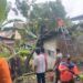 Hujan Disertai Angin Kencang, Pohon 18 Meter Roboh dan Rusak Rumah Warga di Padang