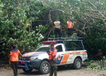 3 Kendaraan dan 1 Rumah Warga di Padang Rusak Ditimpa Pohon Tumbang