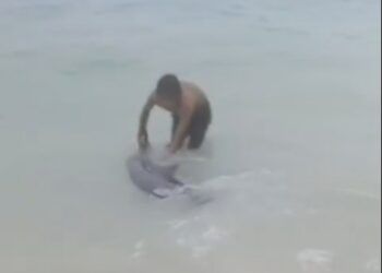 Video: Seekor Lumba-Lumba Terdampar di Pantai Jati Mentawai