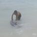 Video: Seekor Lumba-Lumba Terdampar di Pantai Jati Mentawai