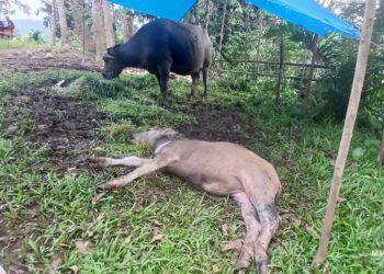 Anak Kerbau di Agam Mati, Diduga Diserang Harimau, Ada Luka Gigitan