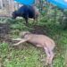 Anak Kerbau di Agam Mati, Diduga Diserang Harimau, Ada Luka Gigitan
