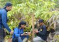 Setelah Anak Kerbau Mati, Dua Harimau Berkeliaran Dekat Permukiman Warga di Agam