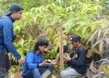Setelah Anak Kerbau Mati, Dua Harimau Berkeliaran Dekat Permukiman Warga di Agam