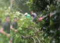 Pohon Tumbang di Lubuk Begalung, Akses Padang–Pesisir Selatan Lumpuh Total