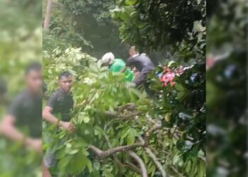 Pohon Tumbang di Lubuk Begalung, Akses Padang–Pesisir Selatan Lumpuh Total