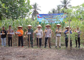 Polres Sijunjung menggelar Panen Raya Jagung Serentak Kuartal III di Jorong Hilie Pasar Jumat, Kecamatan Sijunjung, Sijunjung, Sumatera Barat (Sumbar), pada Sabtu (16/5/2026). Foto: Polres Sijunjung