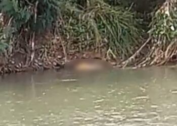 Geger! Mayat Pria Ditemukan Tersangkut di Pinggir Sungai di Padang