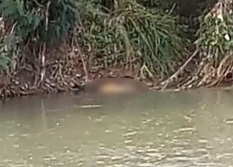 Warga dikejutkan dengan penemuan sesosok mayat pria yang tersangkut di pinggir sungai dekat Lapangan Matador, Jalan Sutan Syahrir, Kecamatan Padang Selatan, Kota Padang, Sumatera Barat pada Minggu (17/5/2026) siang.