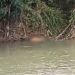 Geger! Mayat Pria Ditemukan Tersangkut di Pinggir Sungai di Padang