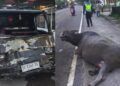 Pikap Tabrak Kerbau di Agam, Kendaraan Ringsek