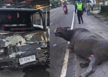Pikap Tabrak Kerbau di Agam, Kendaraan Ringsek