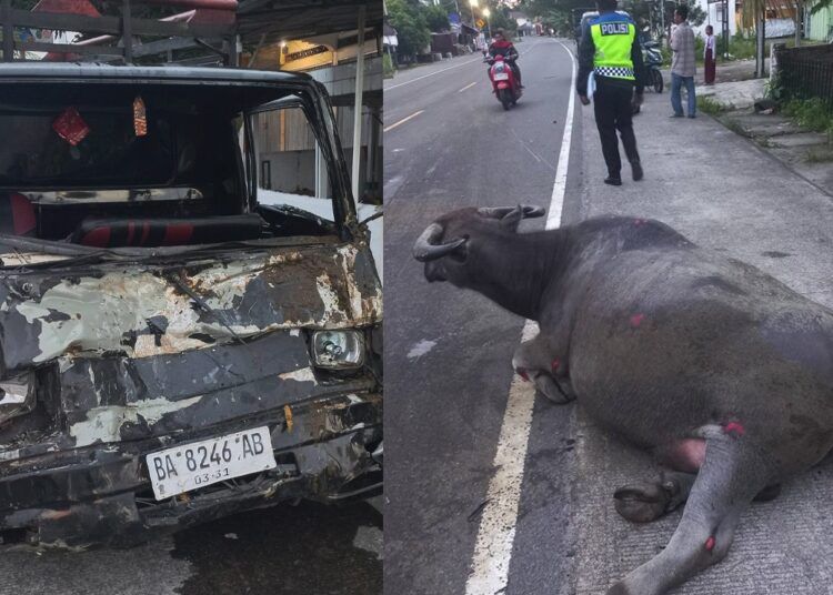 Sebuah pikap menabrak kerbau di depan Masjid Raya Tiku Selatan, Kecamatan Tanjung Mutiara, Kabupaten Agam, Sumatera Barat. Foto: Tangkapan layar media sosial