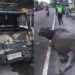 Pikap Tabrak Kerbau di Agam, Kendaraan Ringsek