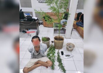 Nyambi Jadi Petani Ganja, Sopir di Agam Ditangkap, Terancam 20 Tahun Penjara