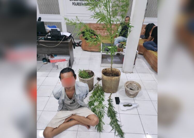 Polisi menangkap seorang pemuda di pinggir jalan di Jorong Lundang, Nagari Panampuang, Kecamatan IV Angkek Candung, Agam, Sumatera Barat (Sumbar), pada Senin (18/5/2026) pukul 1.00 WIB dalam kasus dugaan peredaran dan penanaman ganja. Foto: Polresta Bukittinggi