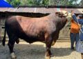 Sapi Milik Warga Tanah Datar Terpilih Jadi Hewan Kurban Presiden, Bobot Capai 1,2 Ton