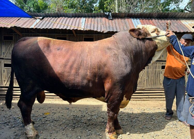 Satu ekor sapi milik warga Nagari Balai Tangah, Kecamatan Lintau Buo Utara, Kabupaten Tanah Datar, Sumatera Barat, terpilih menjadi hewan kurban Presiden untuk Iduladha 2026 di Kabupaten Tanah Datar