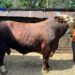 Sapi Milik Warga Tanah Datar Terpilih Jadi Hewan Kurban Presiden, Bobot Capai 1,2 Ton