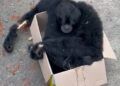 Induk Siamang Tewas Tersengat Listrik di Fly Over Kelok 9, Anak Diselamatkan Warga