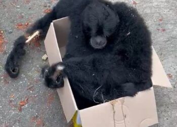 Induk Siamang Tewas Tersengat Listrik di Fly Over Kelok 9, Anak Diselamatkan Warga