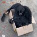 Induk Siamang Tewas Tersengat Listrik di Fly Over Kelok 9, Anak Diselamatkan Warga
