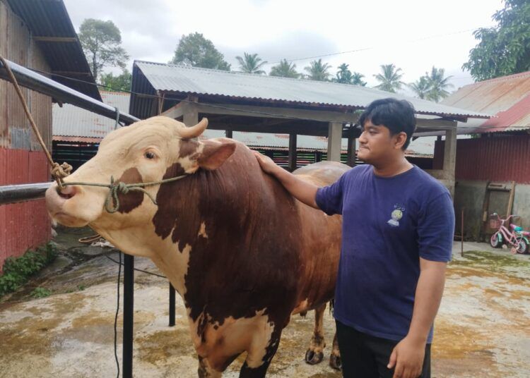 Satu ekor sapi milik warga Kelurahan Koto Luar, Kecamatan Pauh, Kota Padang, Sumatera Barat, terpilih menjadi sapi presiden yang disiapkan untuk kurban tahun 2026. Sapi tersebut dibeli dengan harga Rp98 juta.