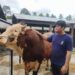 Sapi 1,1 Ton Milik Warga Padang Terpilih Jadi Sapi Presiden 2026, Dibeli Rp98 Juta
