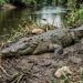 Tarik-menarik dengan Buaya Saat Cari Lokan, Warga Pasaman Barat Diterkam lalu Hilang