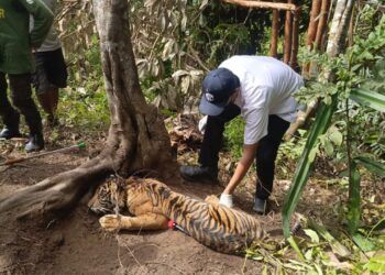 Seekor Harimau Terjerat Perangkap Babi di Pasaman