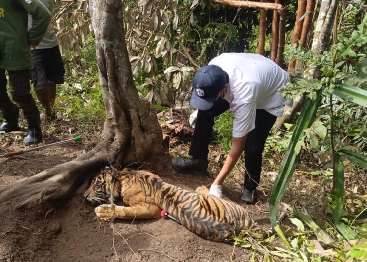 Seekor harimau terjerat perangkap babi di kawasan Jorong 5 Sumpadang Baru, Nagari Padang Matinggi Utara, Kecamatan Rao, Kabupaten Pasaman, Sumatera Barat. Foto: BKSDA Resor Pasaman