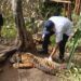 Seekor Harimau Terjerat Perangkap Babi di Pasaman