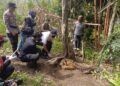 Harimau Betina Terjerat Perangkap Babi di Pasaman, Begini Kondisinya