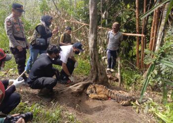 Harimau Betina Terjerat Perangkap Babi di Pasaman, Begini Kondisinya