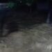 Video: Banjir Rendam Kuranji Padang, Warga Panik