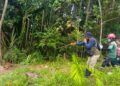 Dua Harimau Diduga Masih Berkeliaran di Pasaman, Warga Diminta Waspada