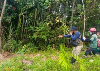 Dua Harimau Diduga Masih Berkeliaran di Pasaman, Warga Diminta Waspada