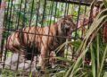 Harimau Sumatra Masuk Kandang Jebak di Agam, Bakal Dievakuasi ke Padang