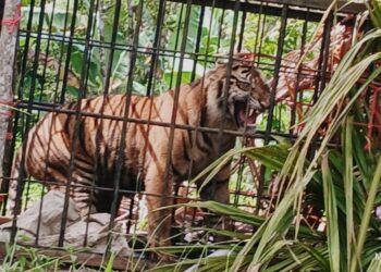 Harimau Sumatra Masuk Kandang Jebak di Agam, Bakal Dievakuasi ke Padang
