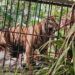 Harimau Sumatra Masuk Kandang Jebak di Agam, Bakal Dievakuasi ke Padang