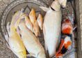 Listrik Padam Berjam-jam, Pelaku Usaha Ikan Hias di Pariaman Mengeluh Rugi Besar