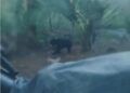 Beruang Masuk Pekarangan Warga di Pasaman Barat, Warga Panik Lakukan Pemantauan