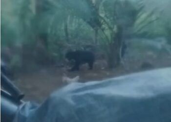 Beruang Masuk Pekarangan Warga di Pasaman Barat, Warga Panik Lakukan Pemantauan