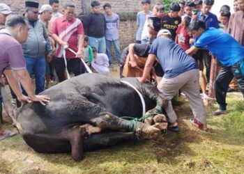 Sapi Kurban Presiden untuk Sumbar Disembelih di Masjid Raya Syekh Ahmad Khatib Al Minangkabawi Hari Ini