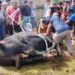 Sapi Kurban Presiden untuk Sumbar Disembelih di Masjid Raya Syekh Ahmad Khatib Al Minangkabawi Hari Ini